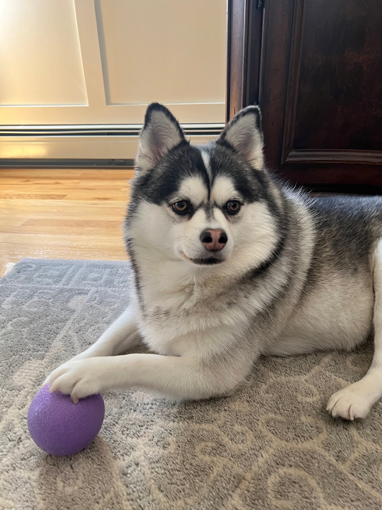 Pomsky Puppy for Adoption