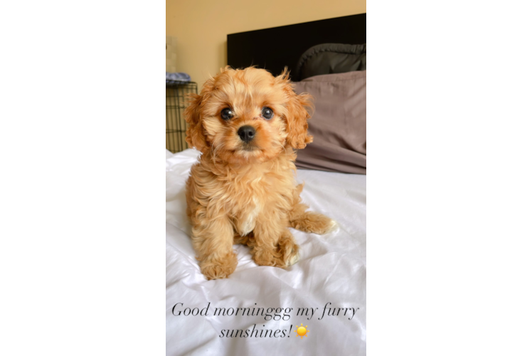 Best Cavapoo Baby