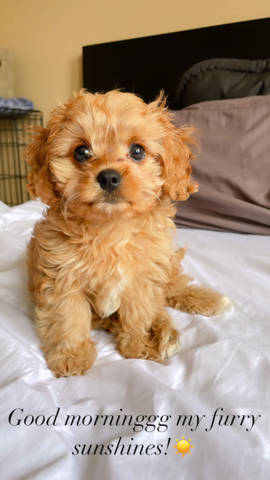 Edison Cavapoo Pup