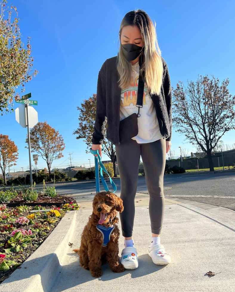 South San Francisco Mini Goldendoodle Pup