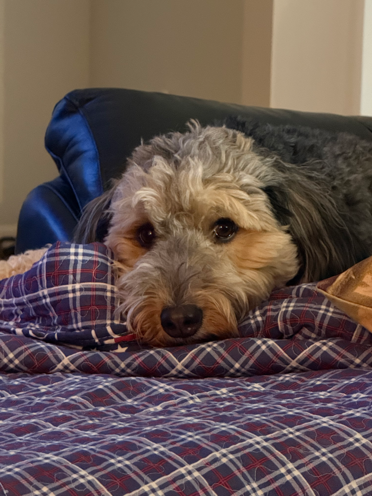 Little Mini Bernesedoodle Poodle Mix Pup