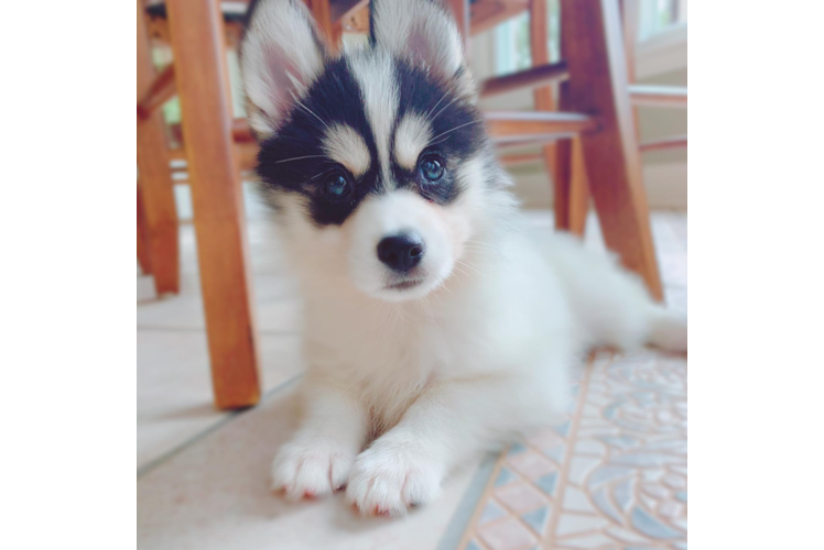 Pomsky Puppy for Adoption