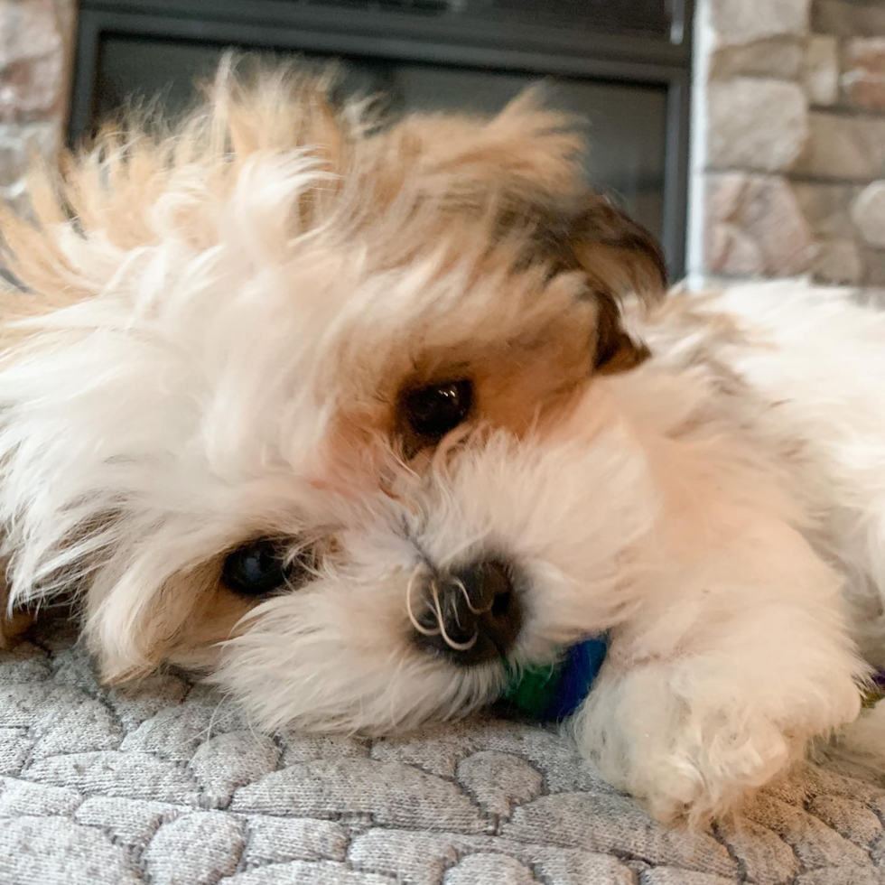 Happy Teddy Bear Pup in West Kingston RI