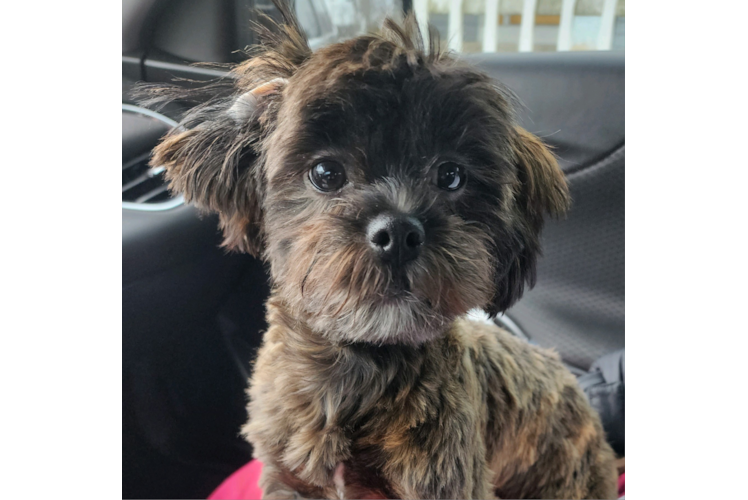 Popular Shih Poo Poodle Mix Pup