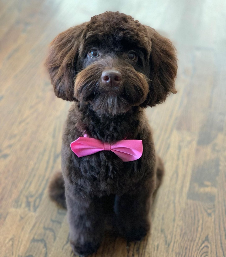 Cockapoo Being Cute