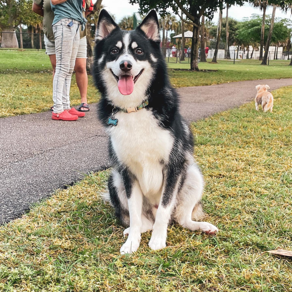 Sweet Pomsky Pup