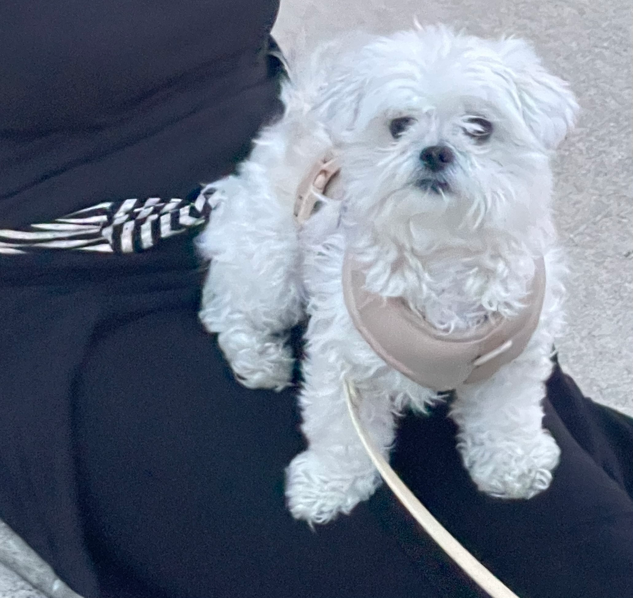 Teddy Bear Puppy for Adoption