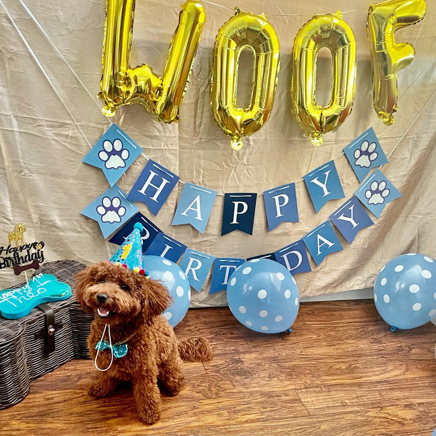 Popular Mini Goldendoodle Poodle Mix Pup