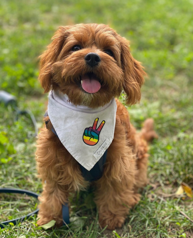 Playful Cavoodle Poodle Mix Pup