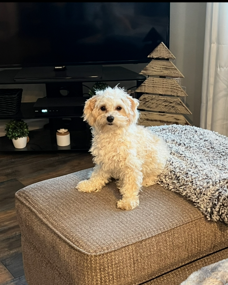 Funny Maltipoo Poodle Mix Pup