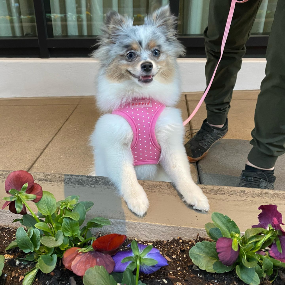 Small Pomeranian Purebred Pup