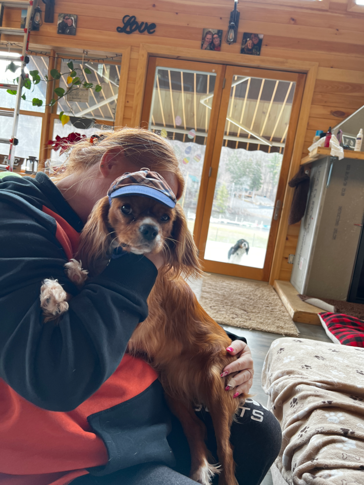 Energetic Cavalier King Charles Spaniel Purebred Pup