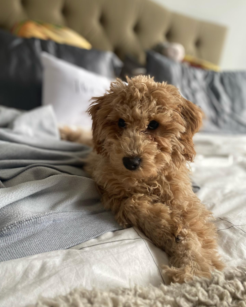 Hypoallergenic Golden Retriever Poodle Mix Pup