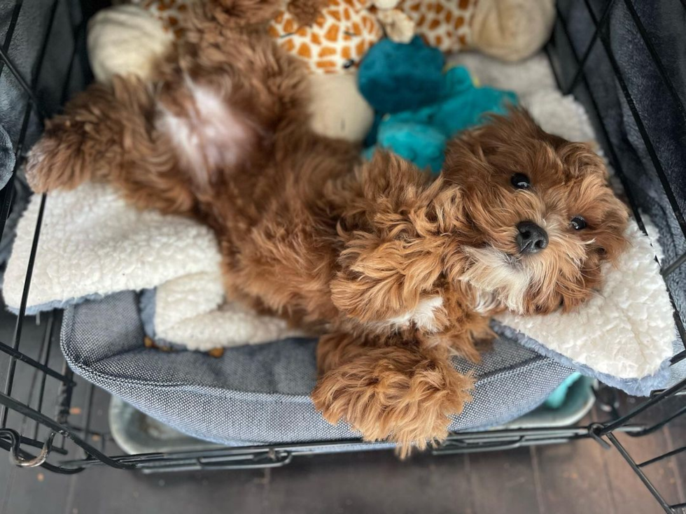 Sweet Cavapoo Pup in Hazel Park MI