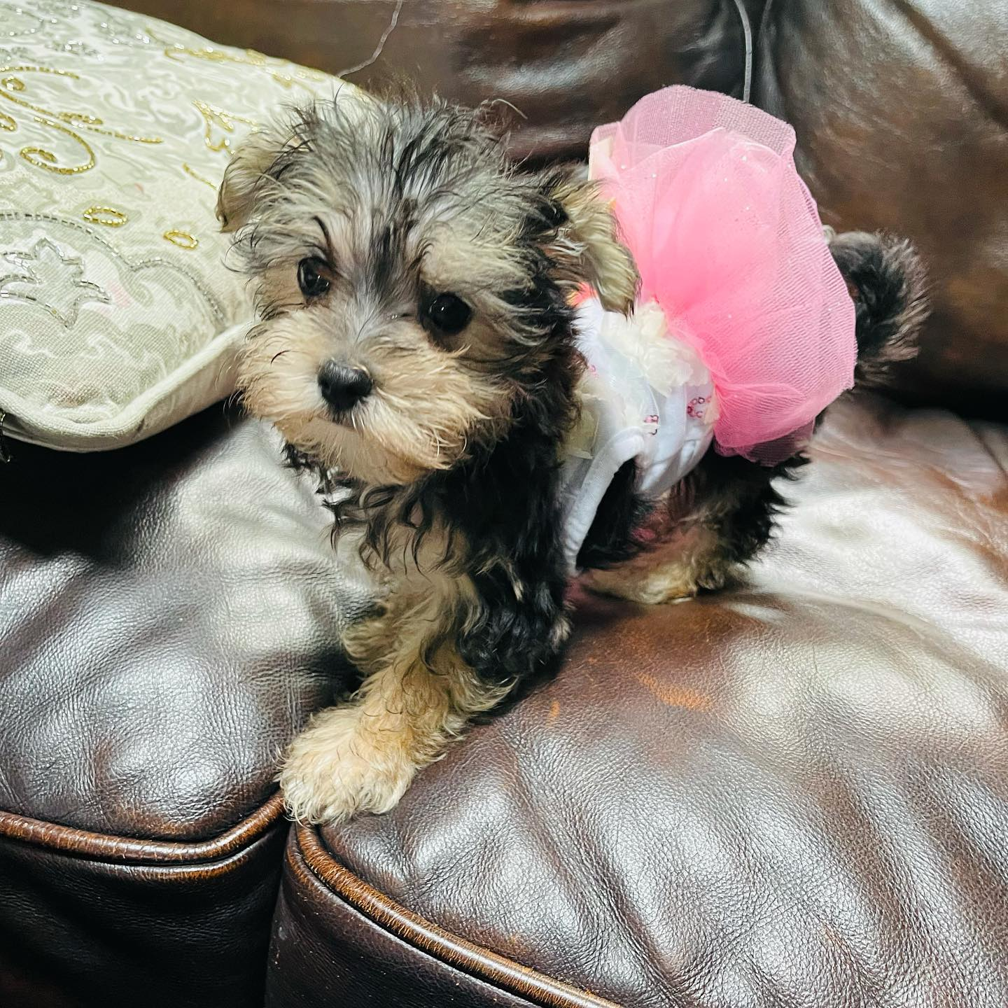 Friendly Morkie Baby