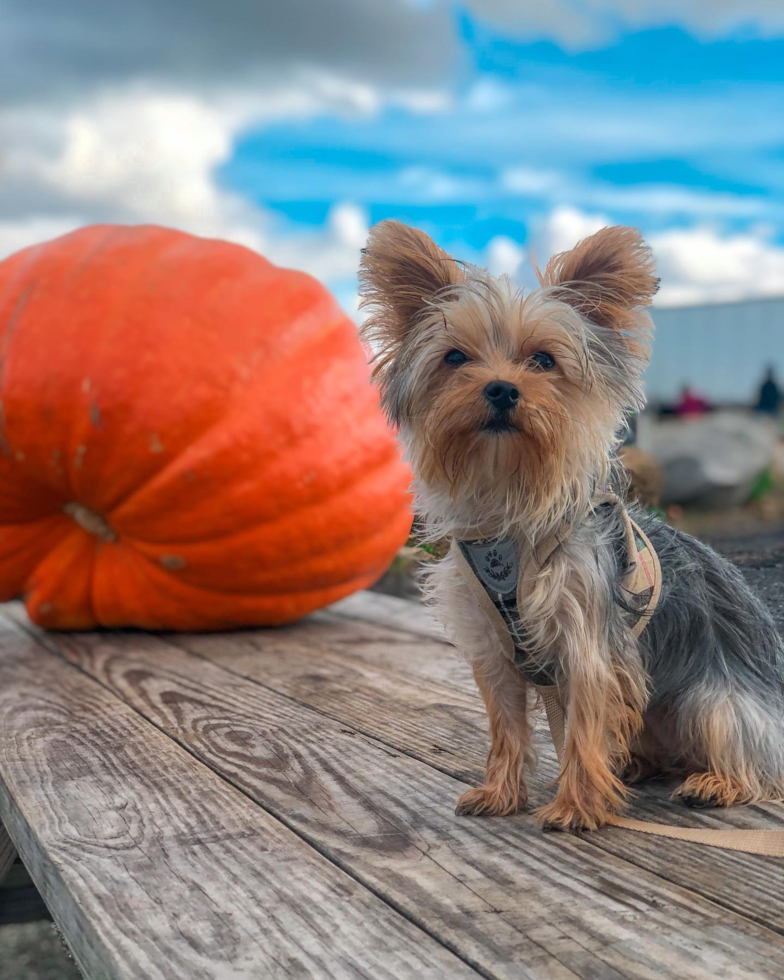 Yorkshire Terrier Being Cute