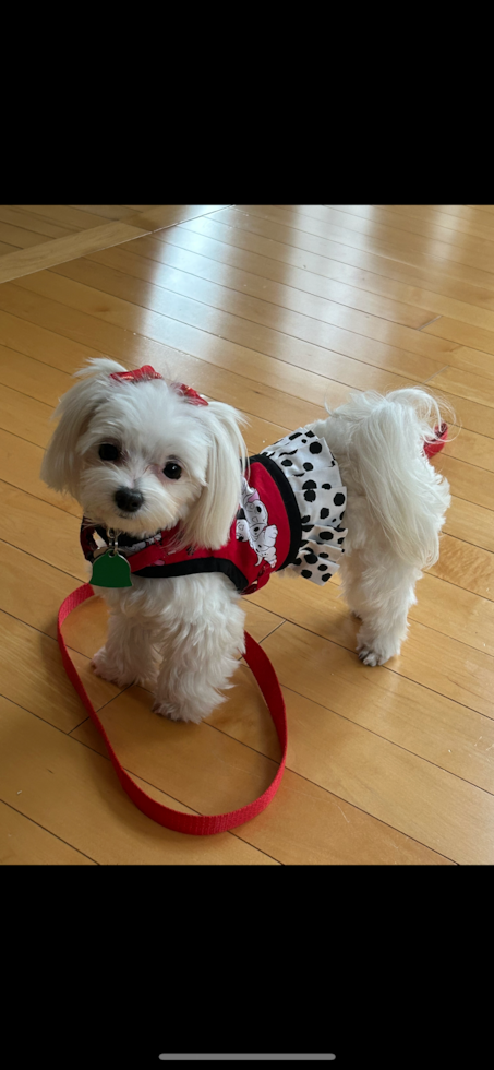 Energetic Maltese Purebred Pup