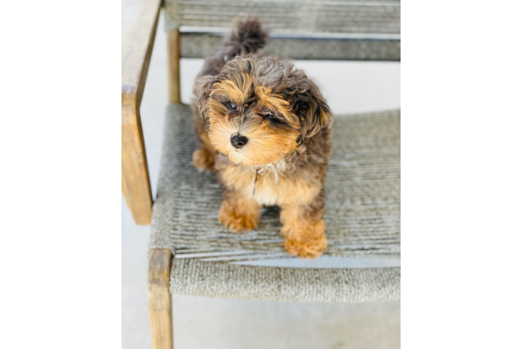 Maltipoo Puppy for Adoption