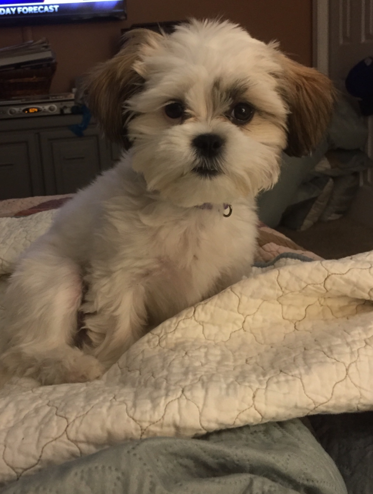 Friendly Teddy Bear Pup in Louisville KY