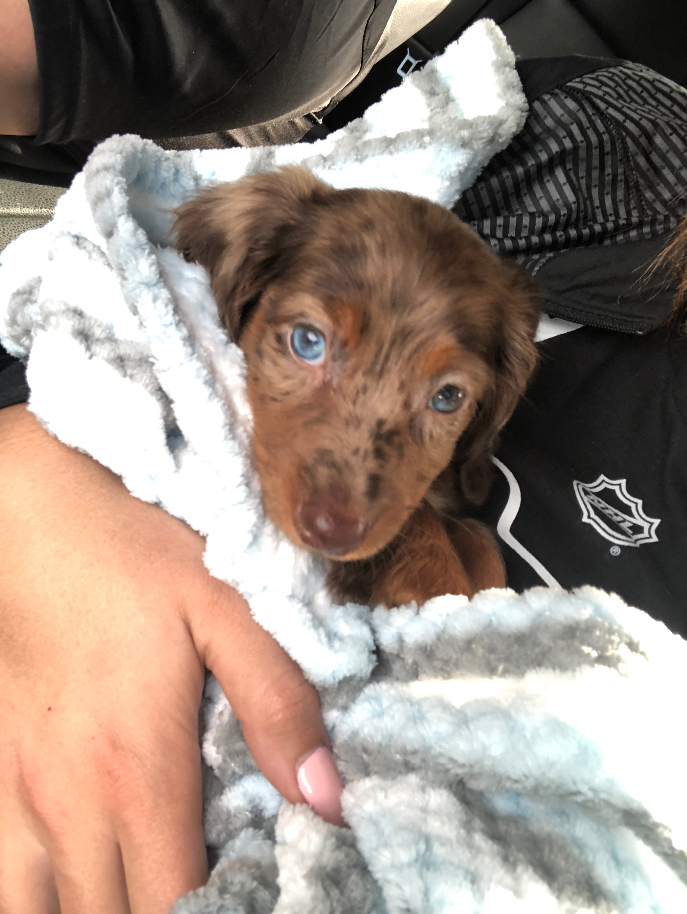 Cute Dachshund Purebred Pup