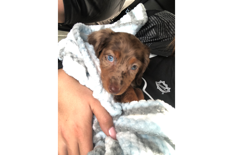 Cute Dachshund Purebred Pup