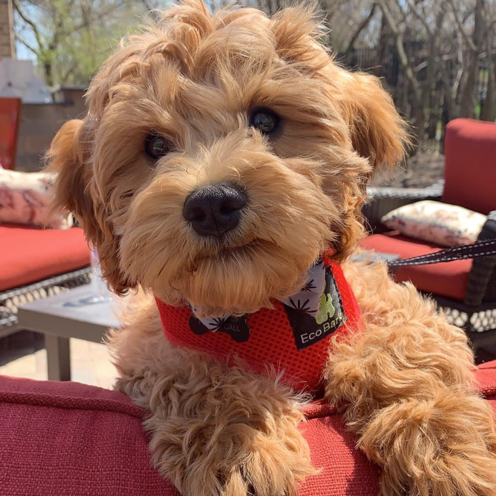 Sweet Cockapoo Pup