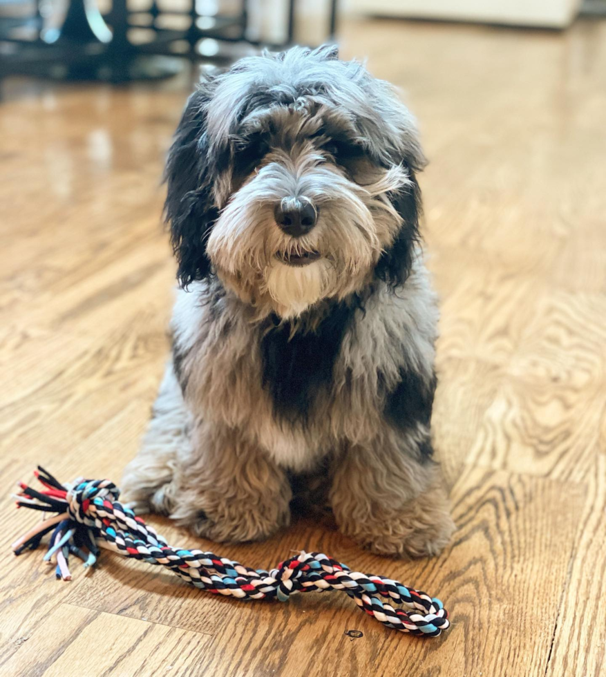 Small Mini Sheepadoodle Pup in Louisville KY