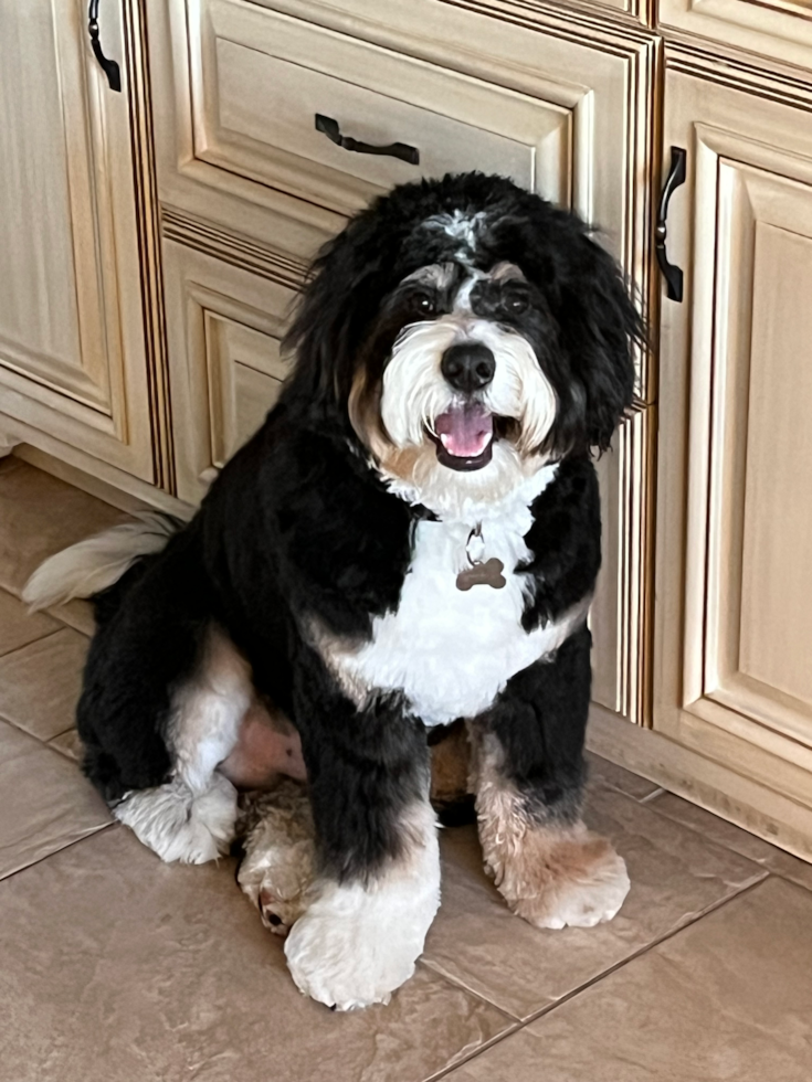 Energetic Mini Berniedoodle Poodle Mix Pup