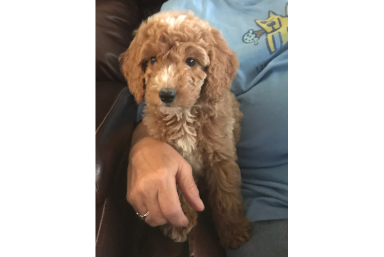 Best Mini Goldendoodle Baby