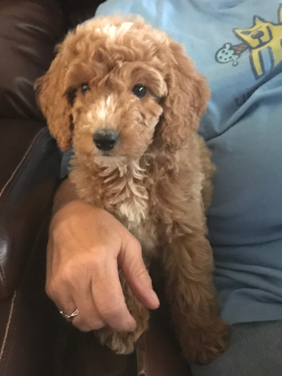 Adorable Golden Retriever Poodle Mix Pup