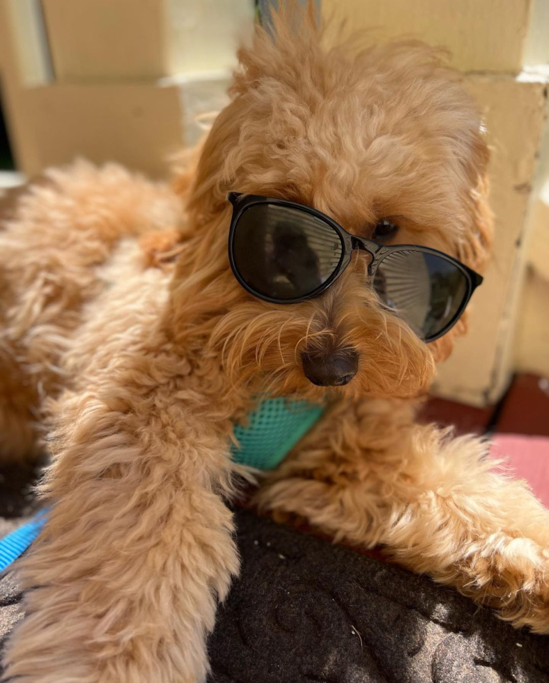 Sweet Mini Goldendoodle Pup in Waterbury CT