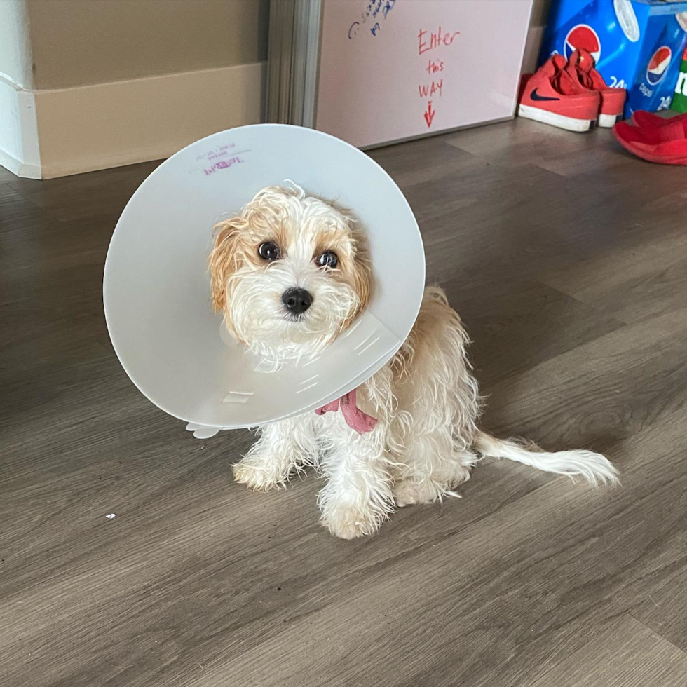 Smart Cavachon Designer Pup