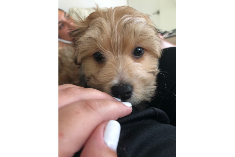 Morkie Puppy for Adoption