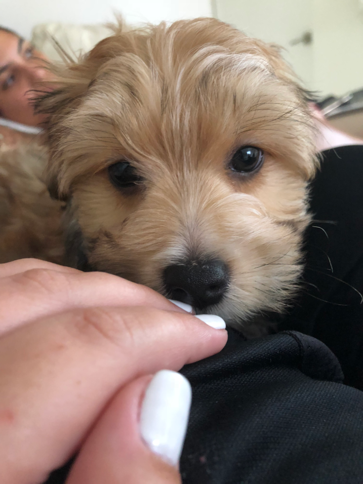 Weston Morkie Pup