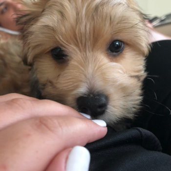 Weston Morkie Pup