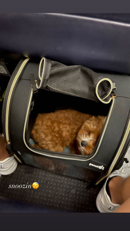 Fort Worth Cavapoo Pup