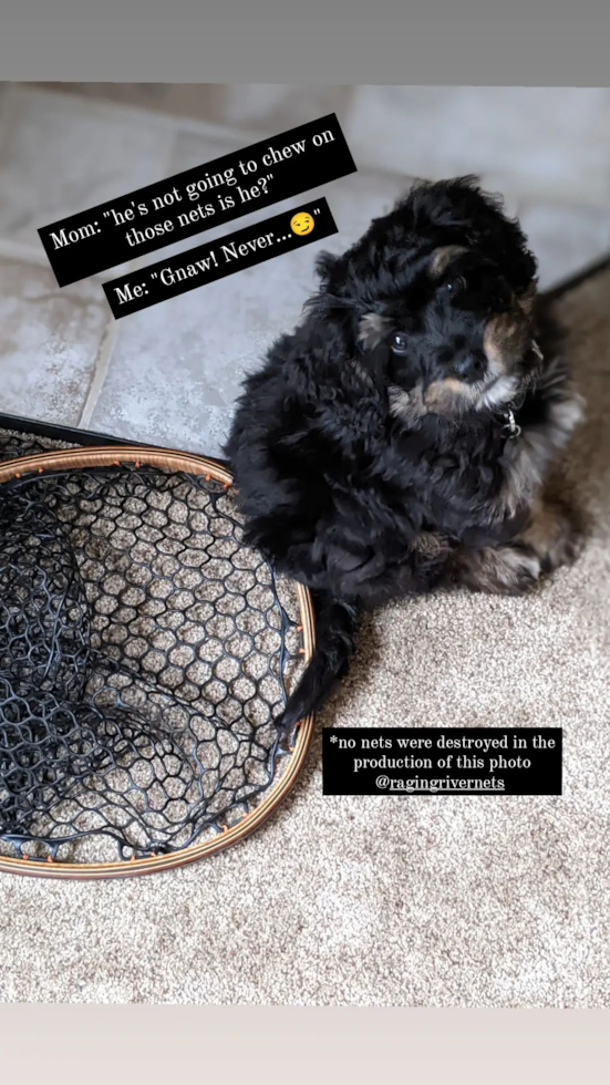 Sweet Mini Bernedoodle Pup in Puyallup WA