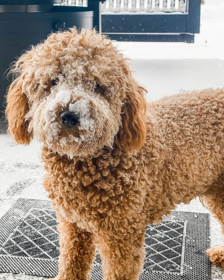 Mini Goldendoodle Being Cute