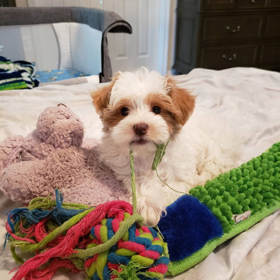 Spotsylvania Maltipoo Pup