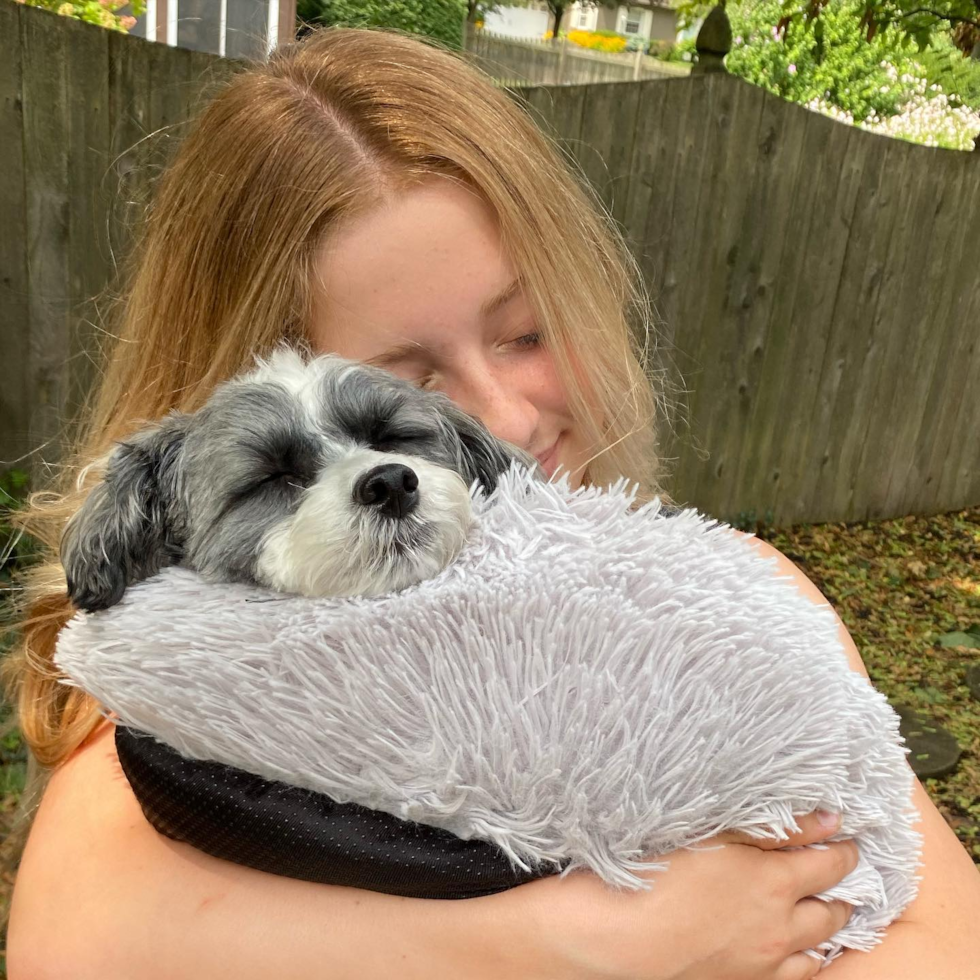 Sweet Havanese Pup in Dayton OH