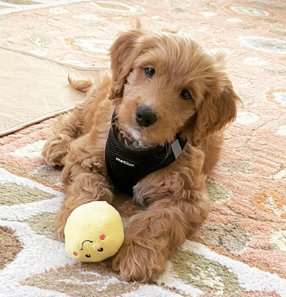 Little Golden Retriever Poodle Mix Pup