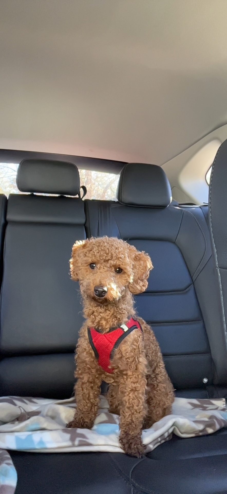 Hypoallergenic Bichpoo Poodle Mix Puppy
