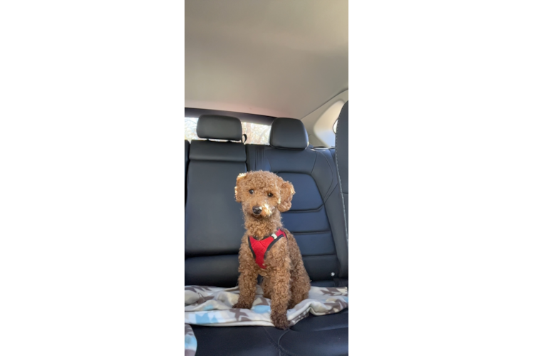 Hypoallergenic Bichpoo Poodle Mix Puppy