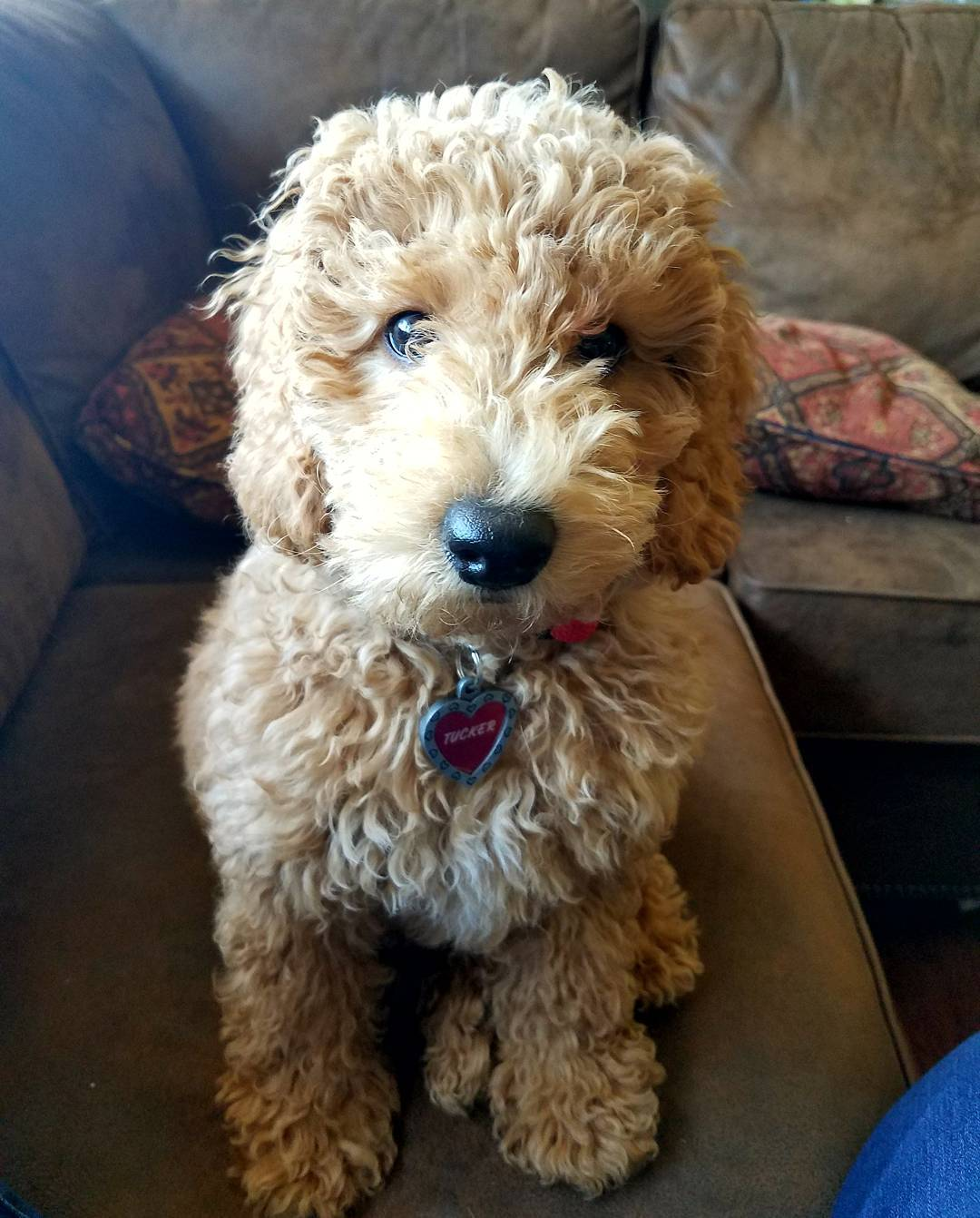 Mini Goldendoodle Pup Being Cute