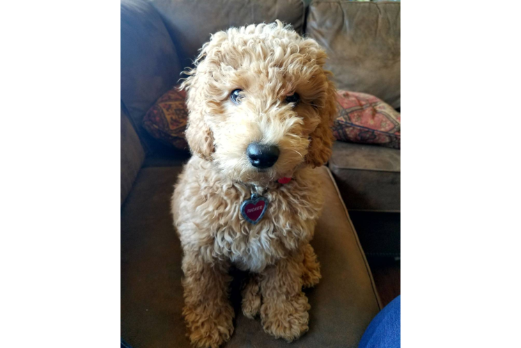 Mini Goldendoodle Pup Being Cute