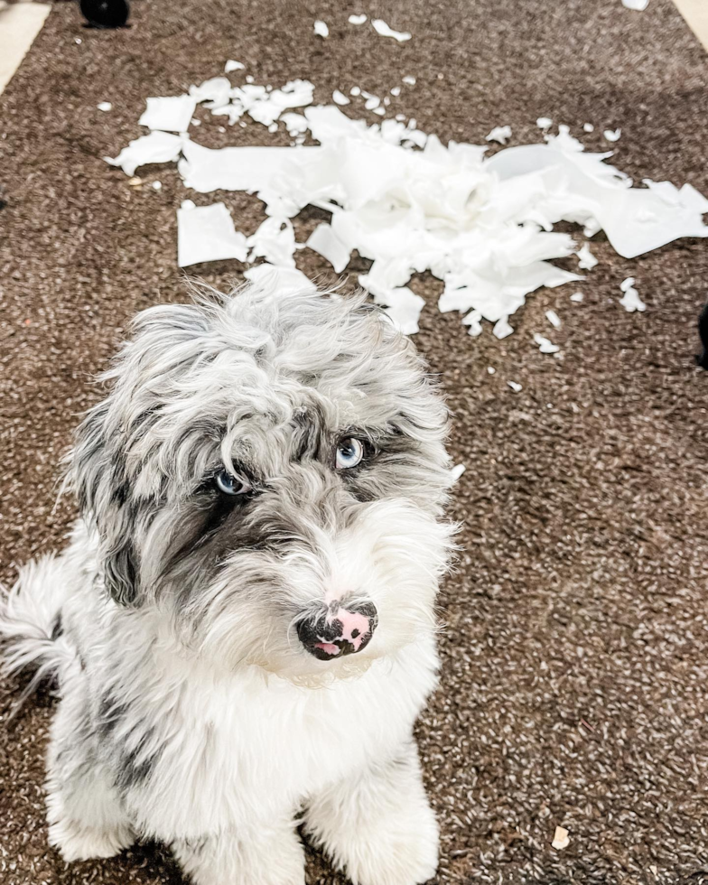 Funny Mini Sheepadoodle Poodle Mix Pup