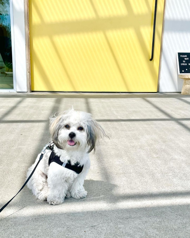 Popular Teddy Bear Designer Pup