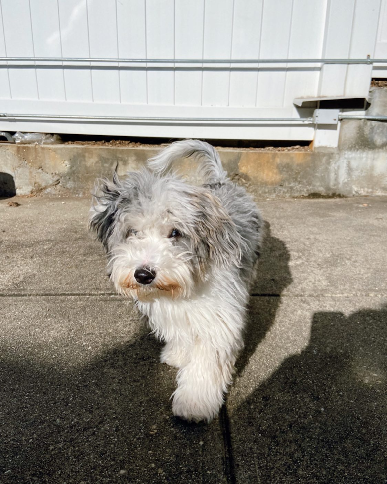 Brooklyn Aussiechon Pup