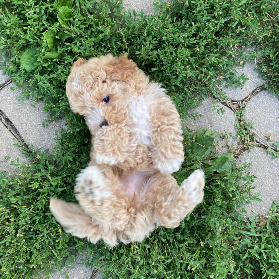 Friendly Maltipoo Pup