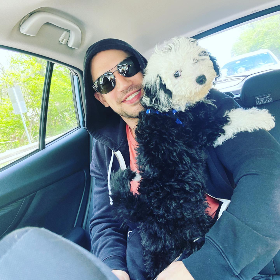 Mini Sheepadoodle Being Cute